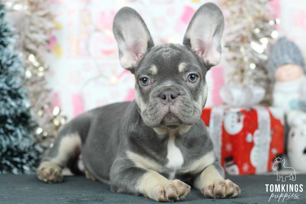 Aiken, available French Bulldog puppy at TomKings Puppies