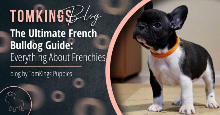 The Ultimate French Bulldog Guide - Everything About Frenchies - TomKings Puppies Blog
