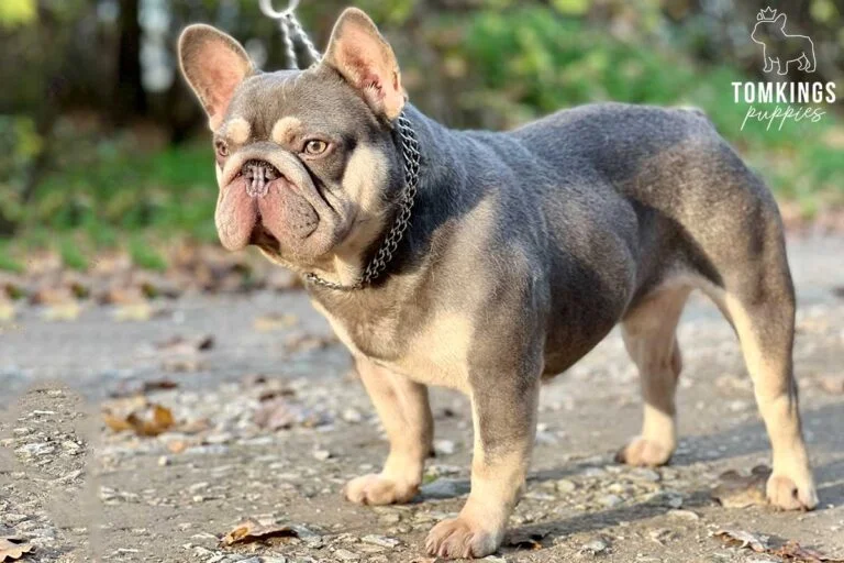 Gannikusz, French Bulldog stud. TomKings Stud service