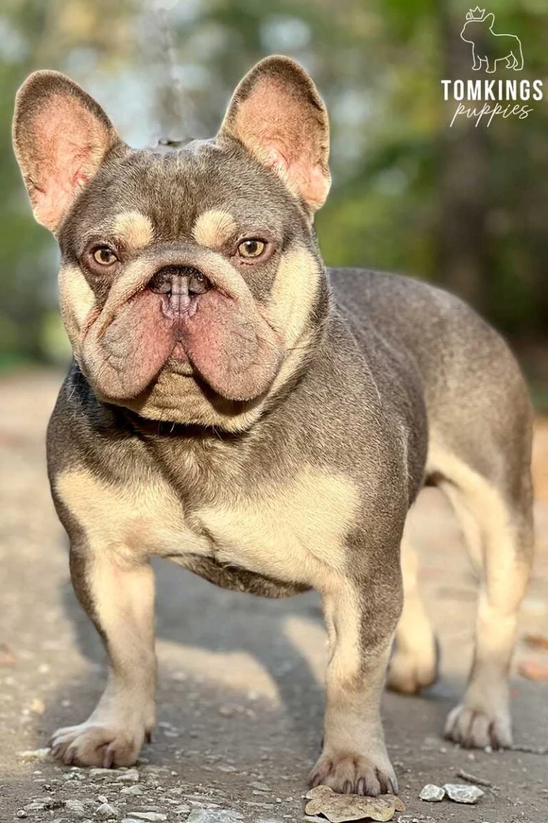 Gannikusz, French Bulldog stud. TomKings Stud service