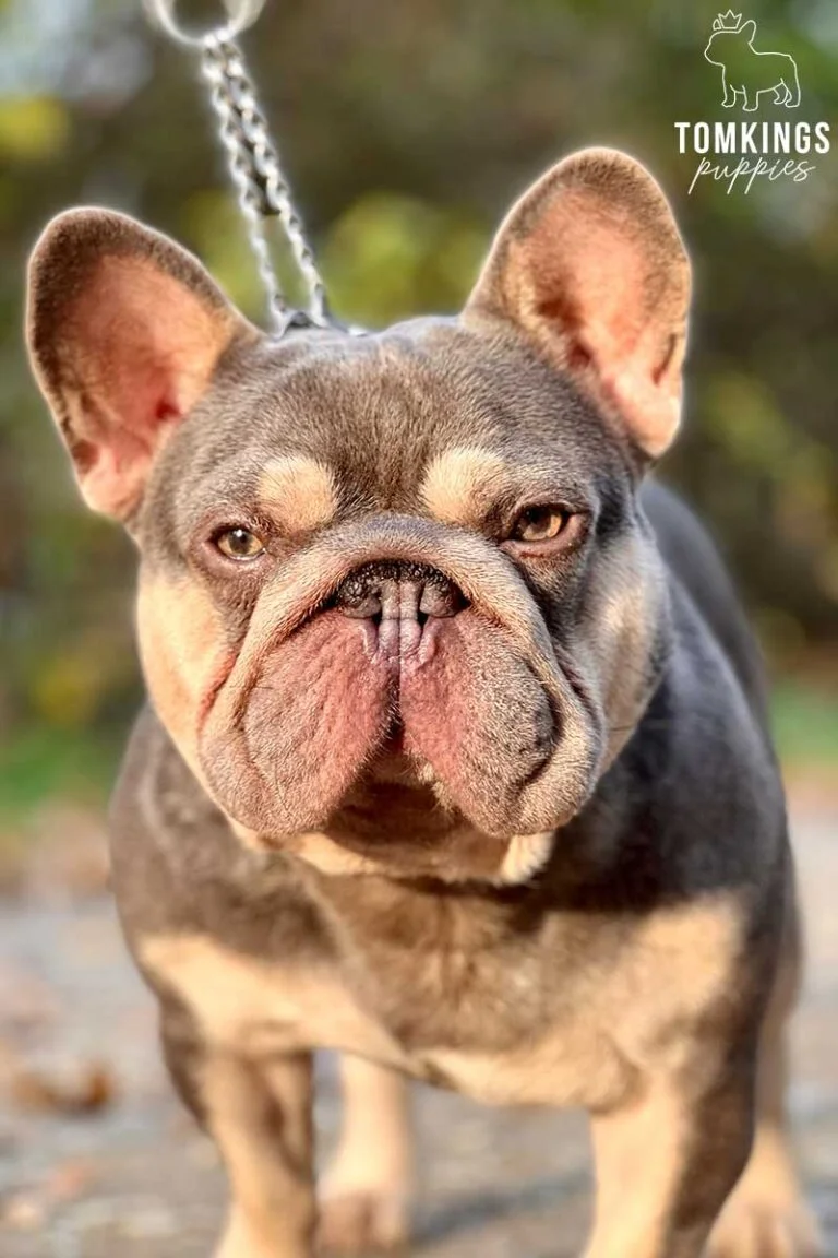 Gannikusz, French Bulldog stud. TomKings Stud service