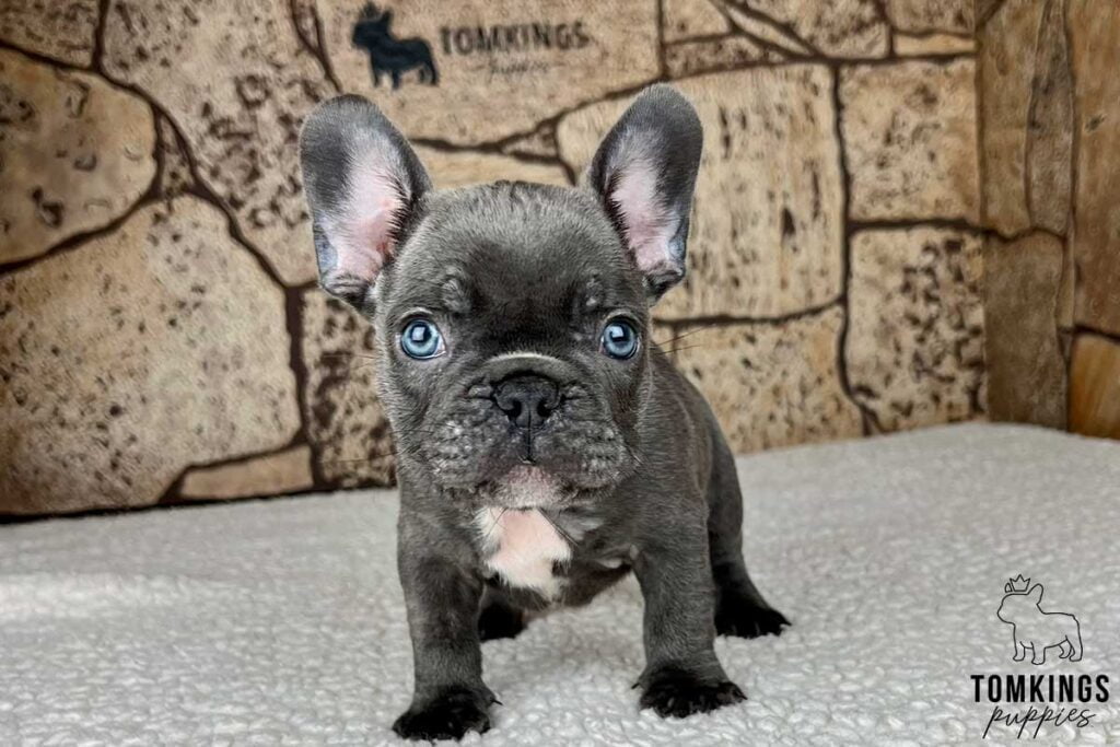 Jerad, available French Bulldog puppy at TomKings Puppies