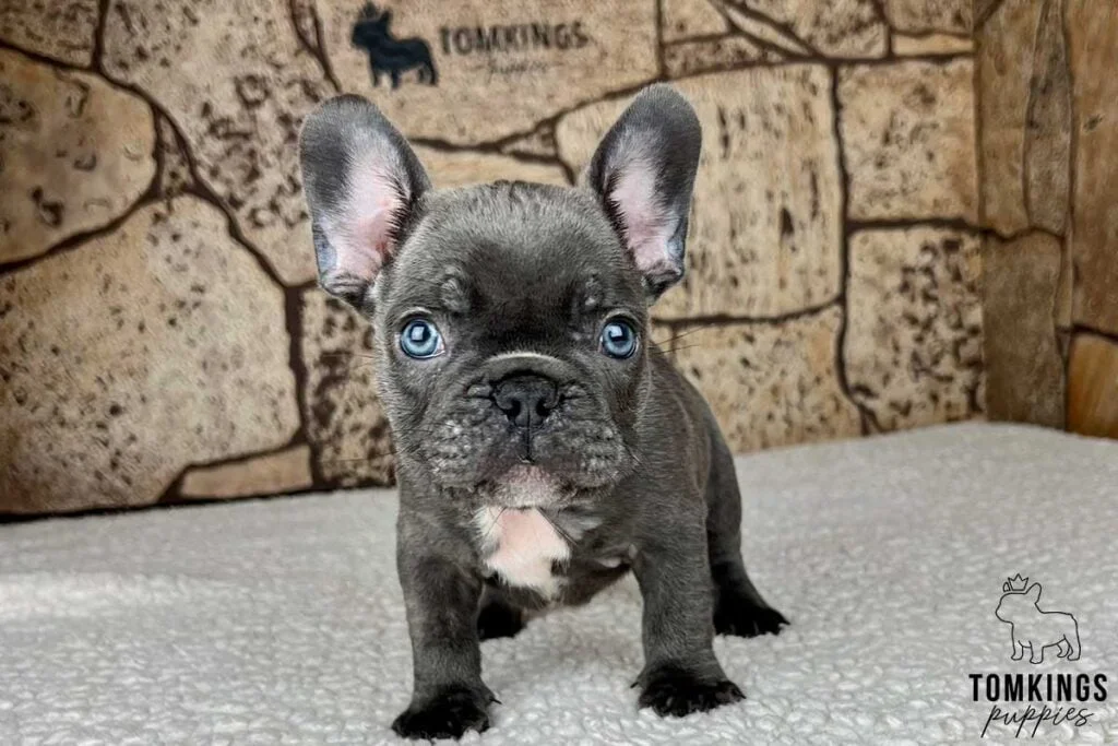 Why NOT to Buy Cheap French Bulldogs TomKings Kennel