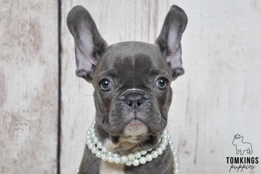 Leonora, available blue French Bulldog puppy at TomKings Puppies