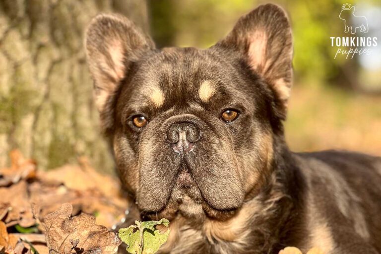 Lionel, Fluffy French Bulldog stud. TomKings Stud service