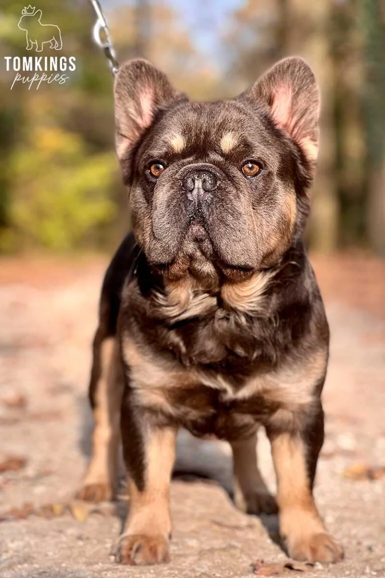 Lionel, Fluffy French Bulldog stud. TomKings Stud service