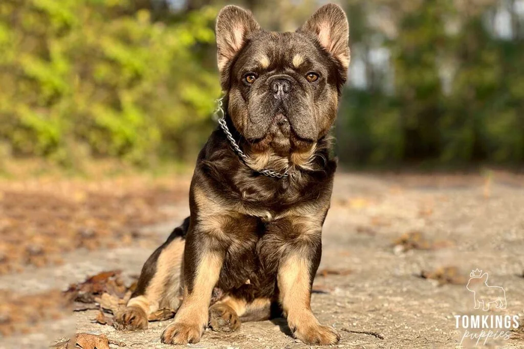 Lionel, Fluffy French Bulldog stud. TomKings Stud service