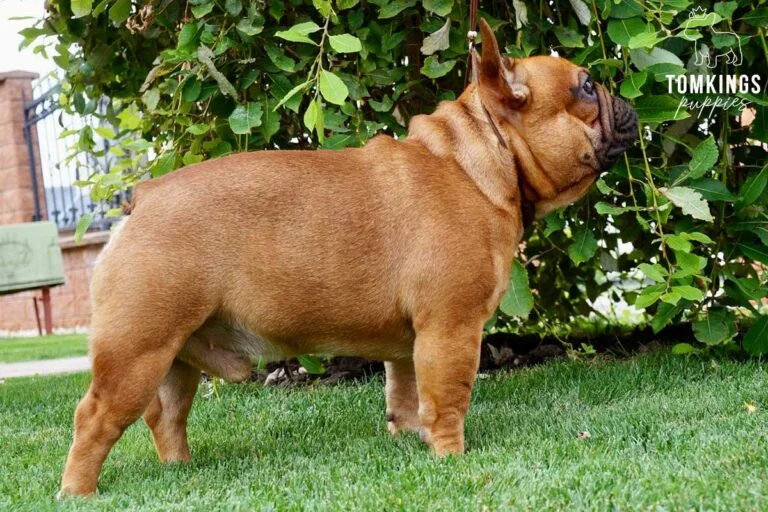 Medox, French Bulldog stud. TomKings Stud service