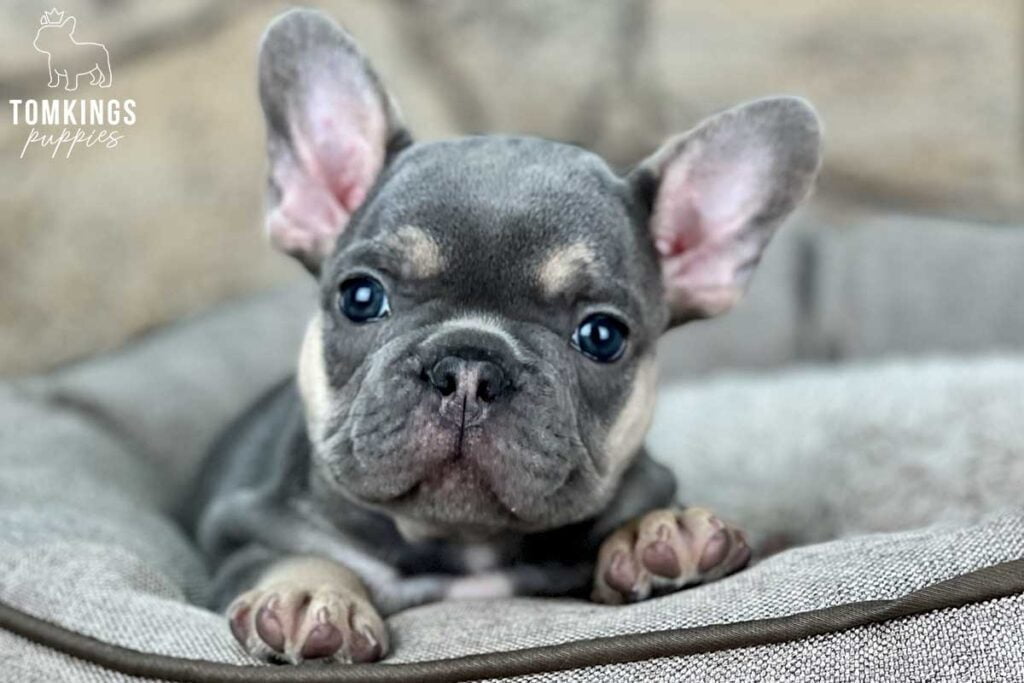 Orville, available French Bulldog puppy at TomKings Puppies