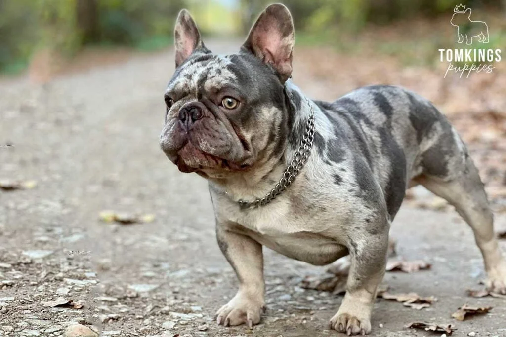 Robert, French Bulldog stud. TomKings Stud service