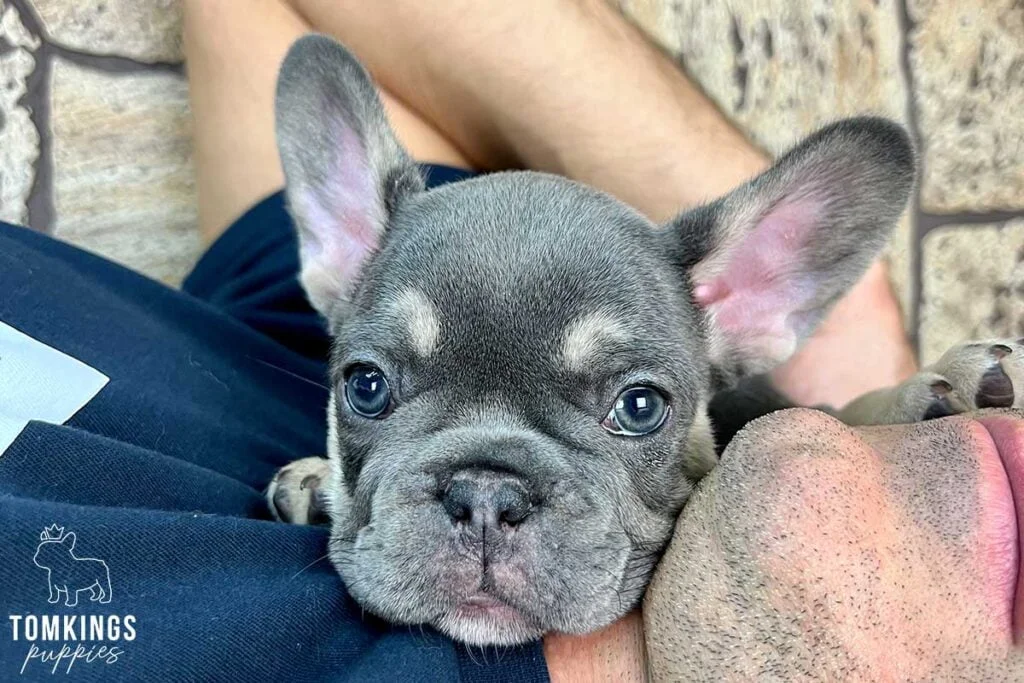 Sabina, available French Bulldog puppy at TomKings Puppies