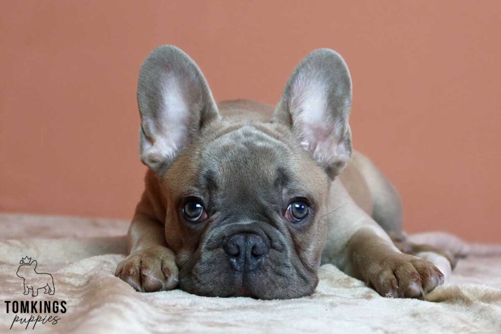 Shawn, available French Bulldog puppy at TomKings Puppies