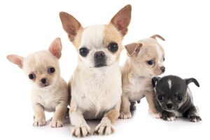 The 35 Best House Dog Breeds - TomKings Kennel