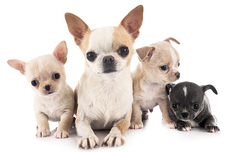 Chihuahua. Small dog breeds. TomKings Blog