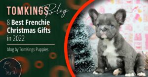 8 Best Frenchie Christmas Gifts in 2022 - TomKings Blog