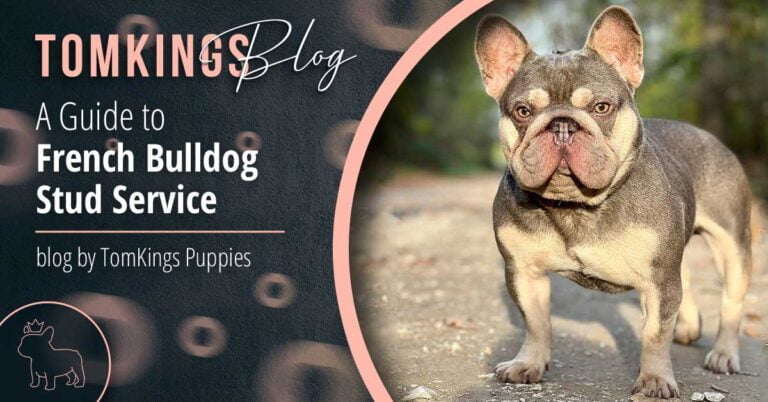 A Guide to French Bulldog Stud Service - TomKings Blog