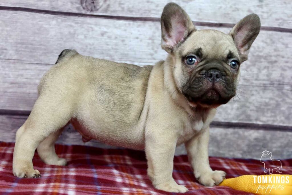 Charlie, available French Bulldog puppy at TomKings Puppies