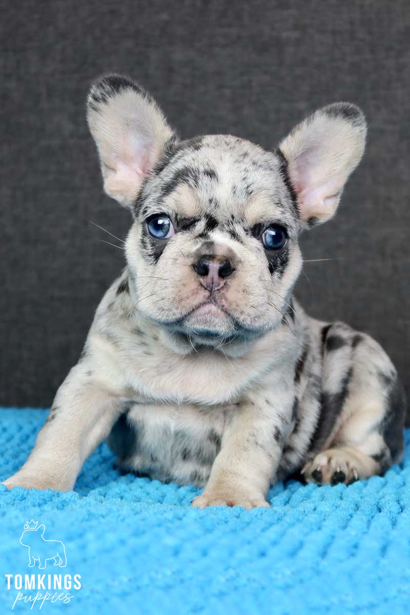 Everlee, available French Bulldog puppy at TomKings Puppies