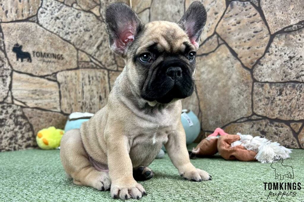 Jose, available French Bulldog puppy at TomKings Puppies