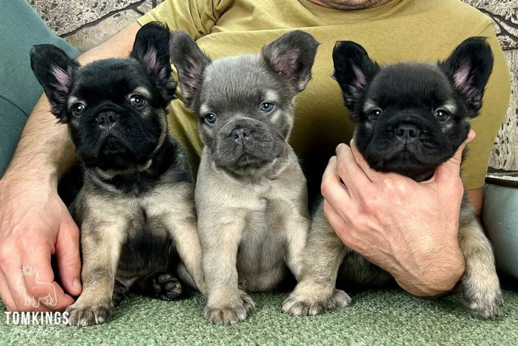 Martha, available Fluffy French Bulldog puppy at TomKings Puppies