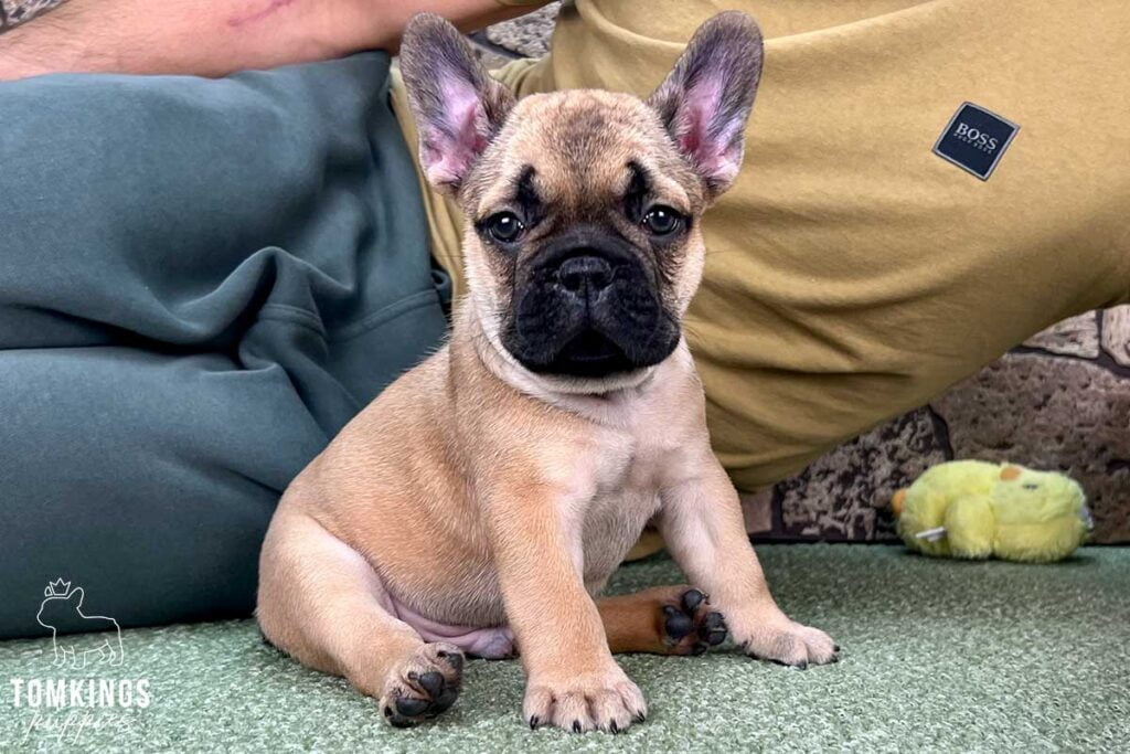 Ralph, available French Bulldog puppy at TomKings Puppies