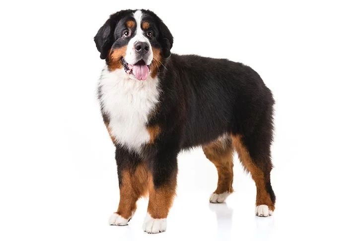 Bernese Mountain Dog. TomKings Blog