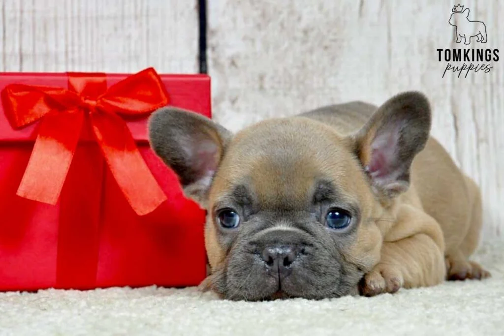 Berty, available French Bulldog puppy at TomKings Puppies