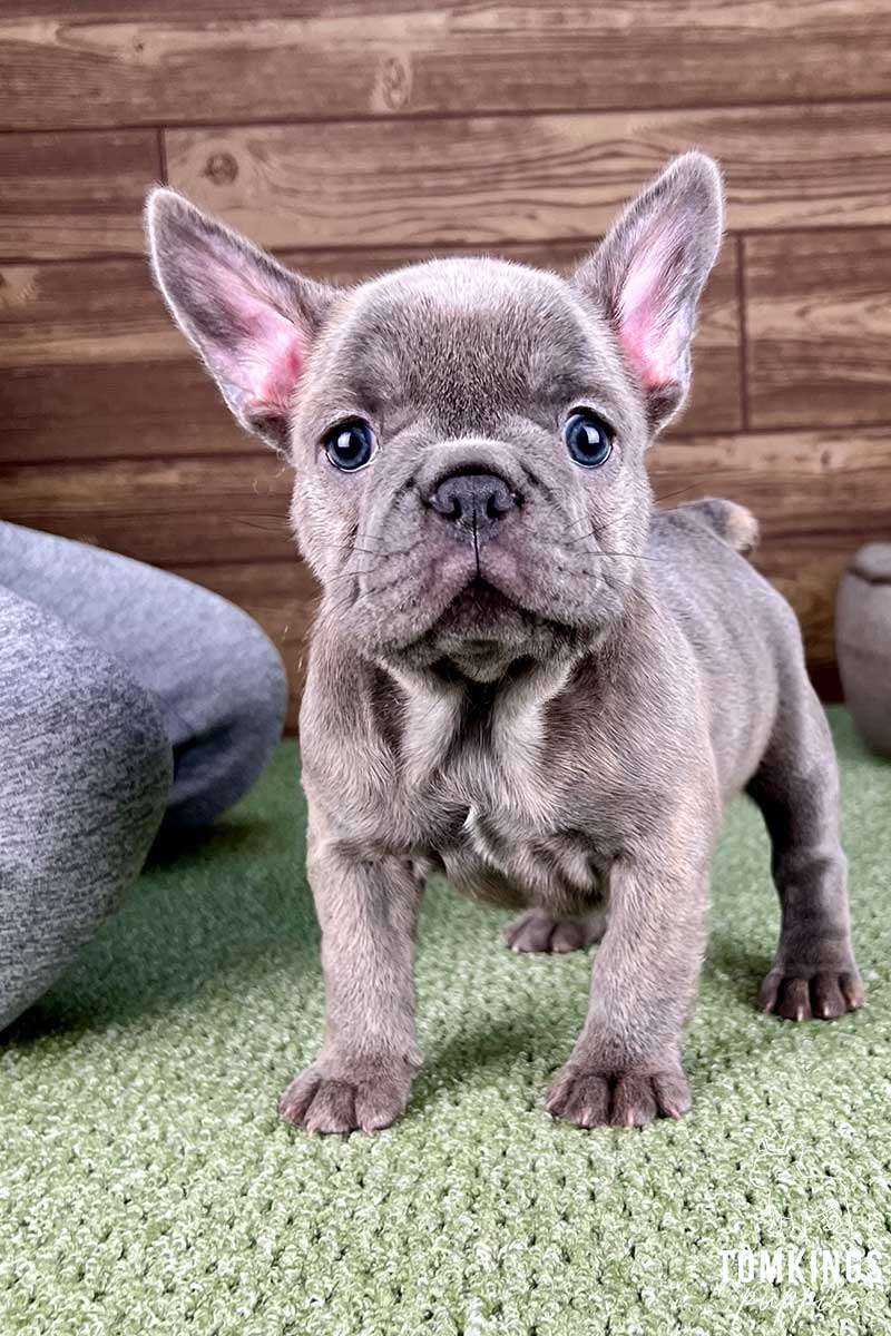 Blue brindle French bulldog - TomKings Puppies