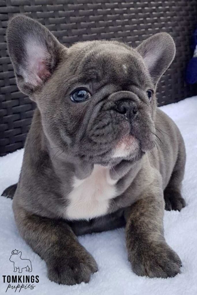 Blue brindle French bulldog - TomKings Puppies