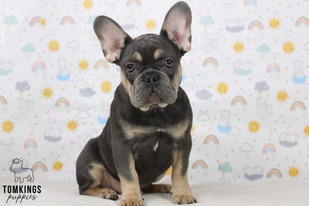Darrell, available French Bulldog puppy at TomKings Puppies