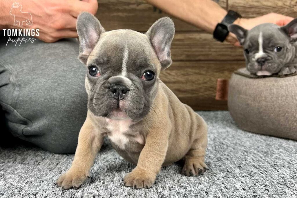 Dean, available French Bulldog puppy at TomKings Puppies