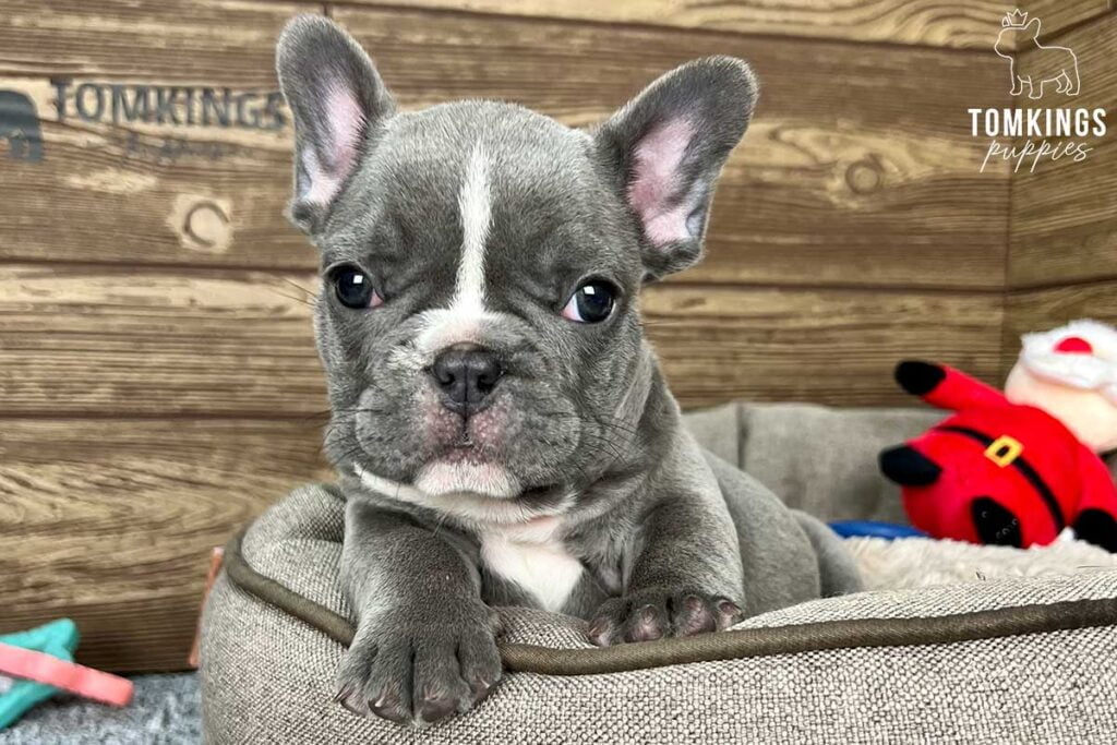 Franklin, available French Bulldog puppy at TomKings Puppies