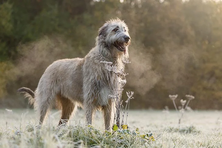 Irish Wolfhound. TomKings Blog