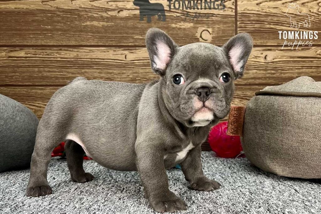 Jeremy, available French Bulldog puppy at TomKings Puppies