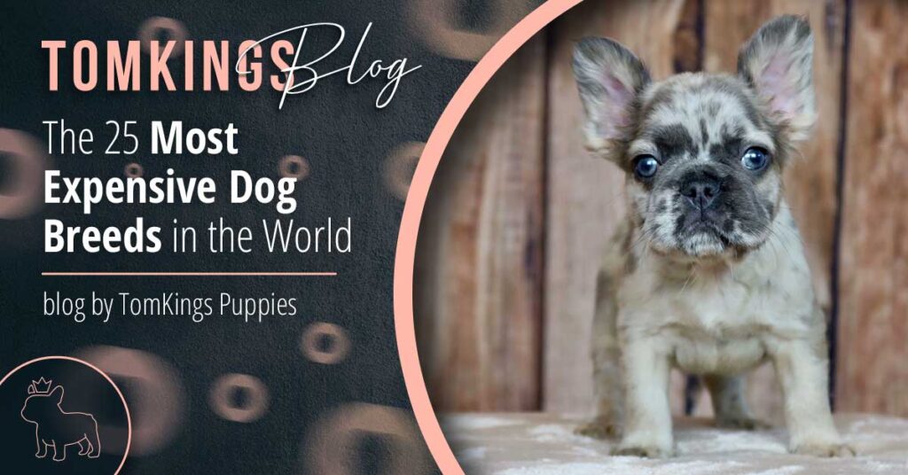 The 25 Most Expensive Dog Breeds in the World - TomKings Puppies Blog