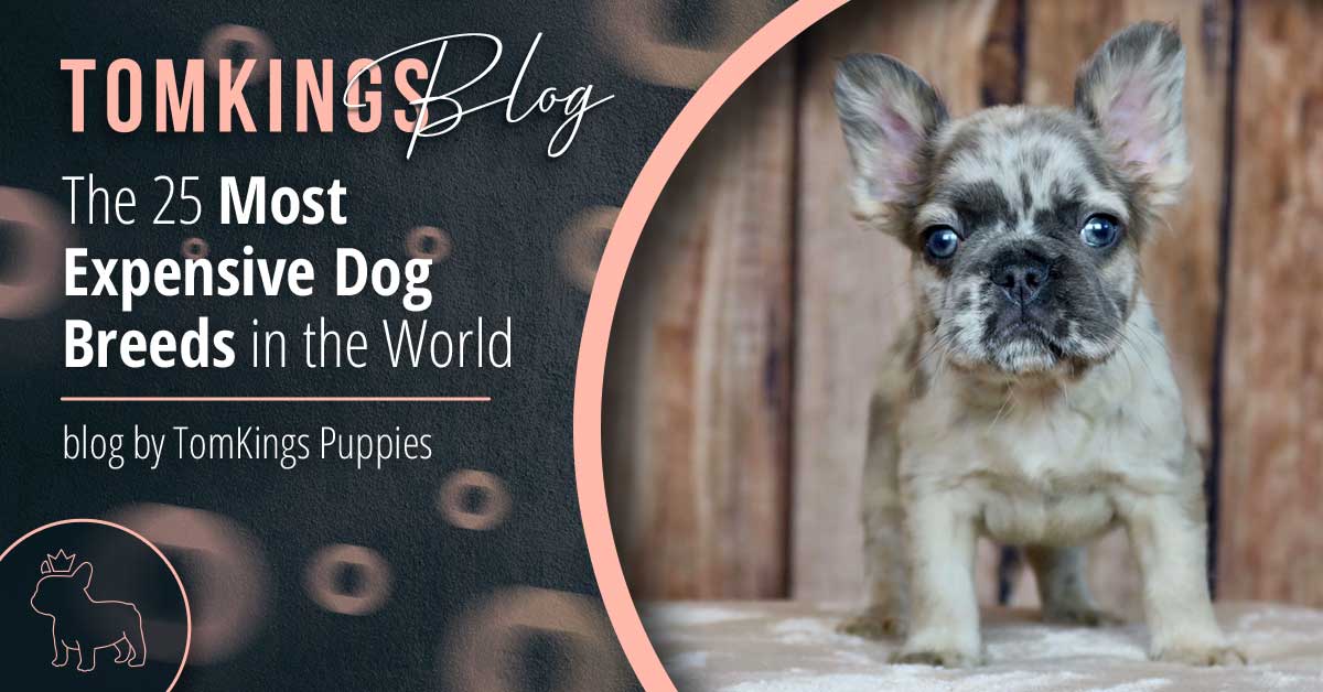 The 25 Most Expensive Dog Breeds in the World - TomKings Kennel