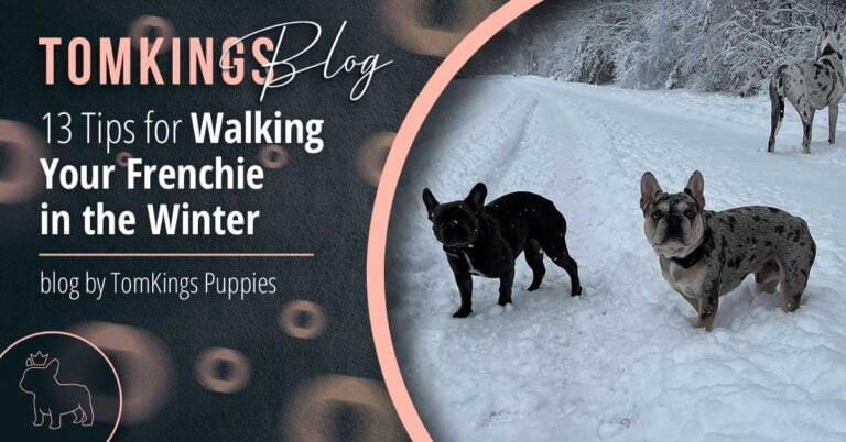 13 Tips for Walking Your Frenchie in the Winter - TomKings Blog