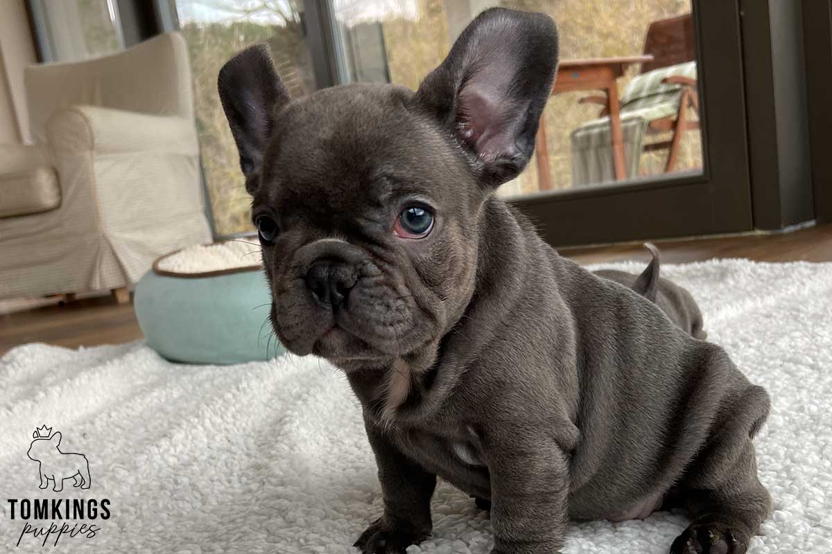 Why Bulldogs Puppies Capture Hearts From the Very First Day 14 Bulldog puppy sleeping peacefully, symbolizing comfort, security, and healthy development.