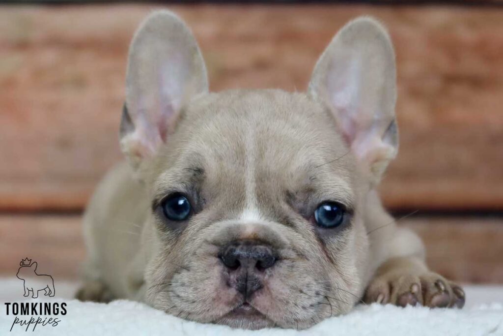 Dominic, available French Bulldog puppy at TomKings Puppies