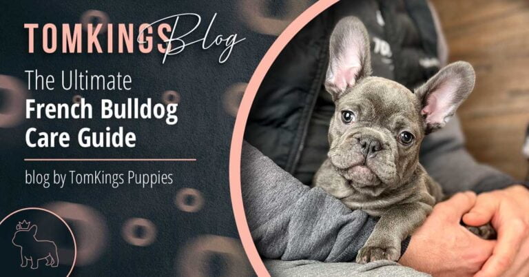 The Ultimate French Bulldog Care Guide - TomKings Blog