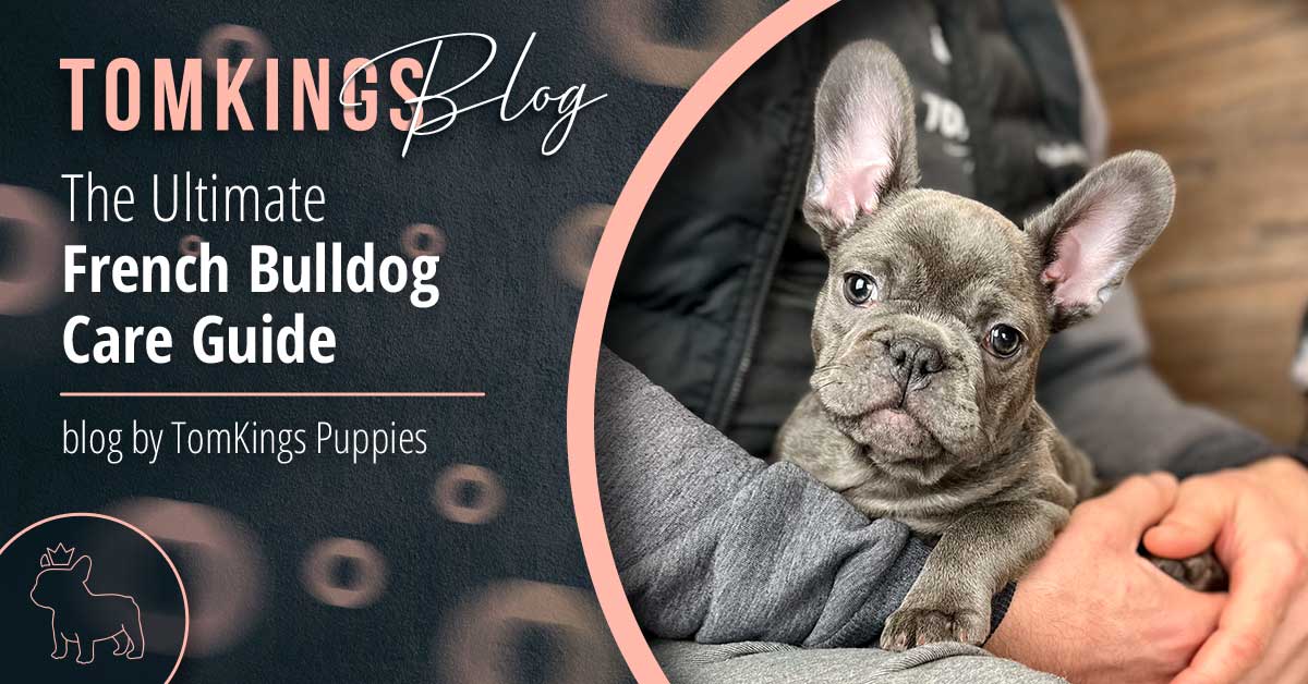 How to Care for a French Bulldog Puppy  