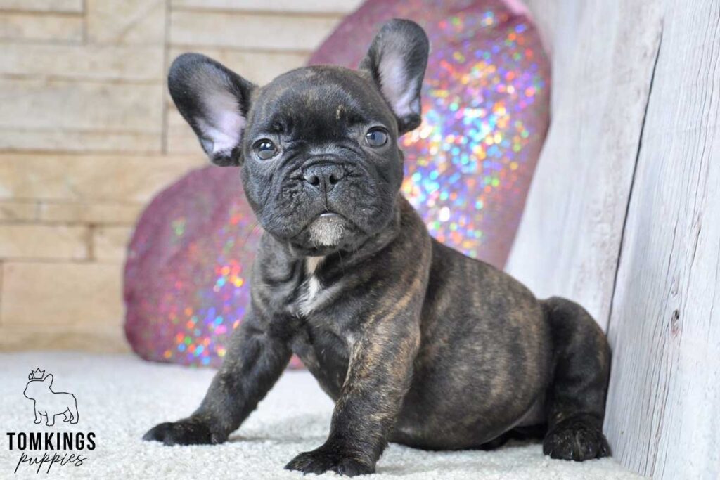 Galen, available French Bulldog puppy at TomKings Puppies