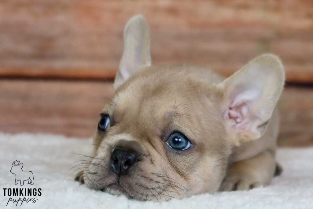 Huxley, available French Bulldog puppy at TomKings Puppies