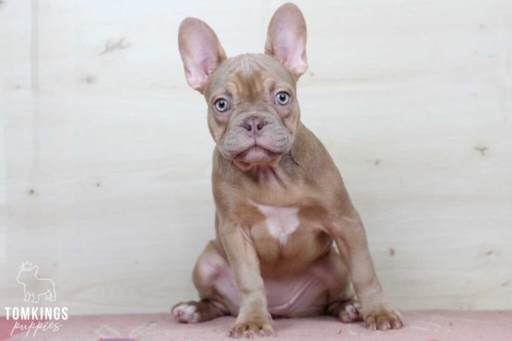 Jolie, available Isabella French Bulldog puppy at TomKings Puppies