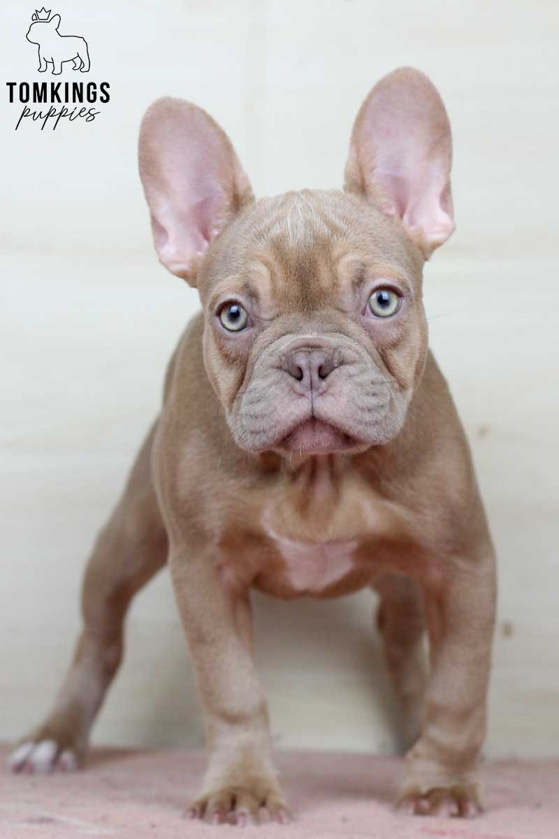 Jolie, available Isabella French Bulldog puppy at TomKings Puppies