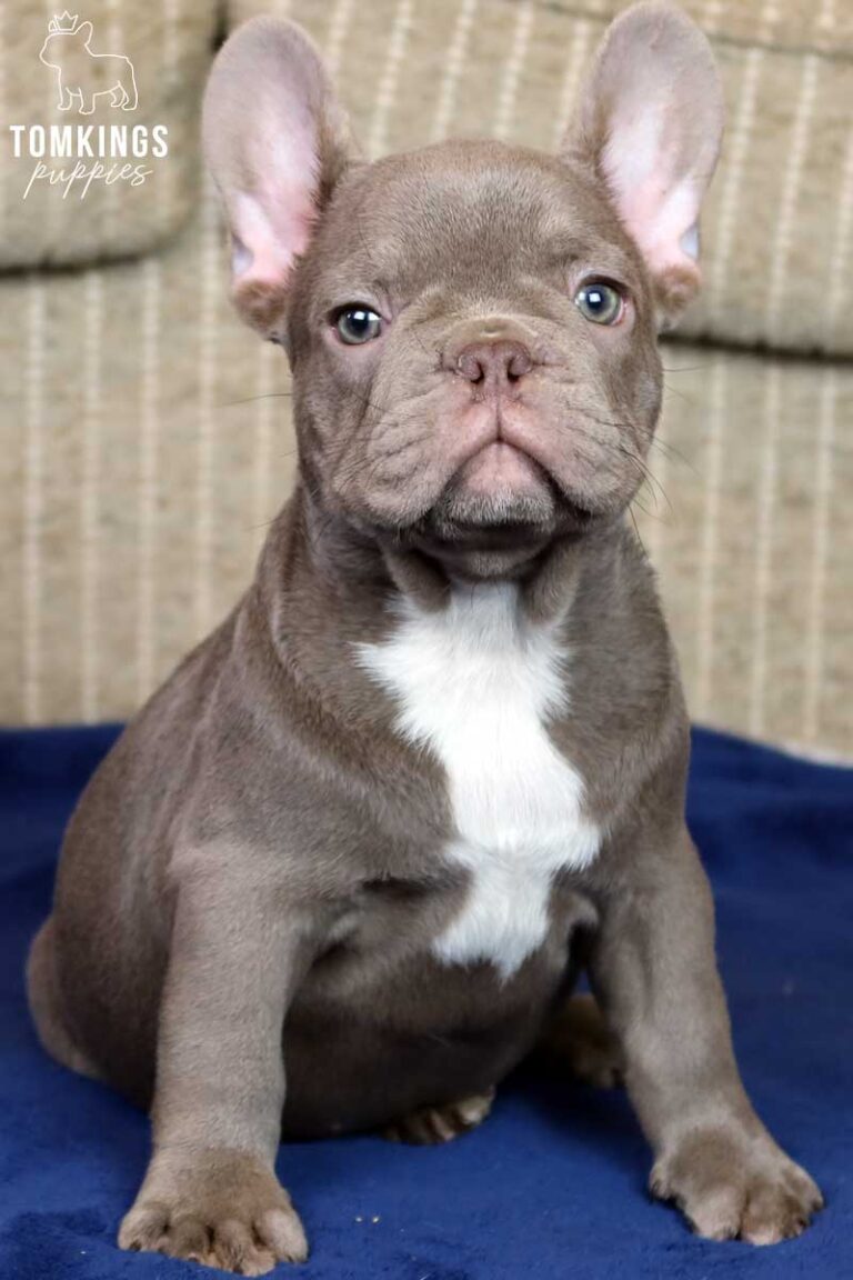 Laikan, available French Bulldog puppy at TomKings Puppies