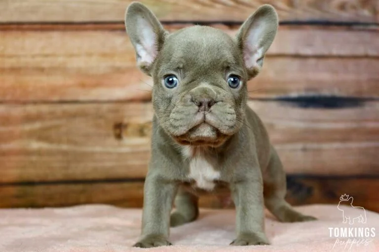 Laikan, available French Bulldog puppy at TomKings Puppies