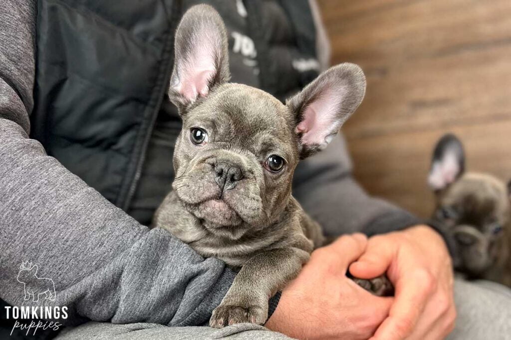 Maisie, available French Bulldog puppy at TomKings Puppies