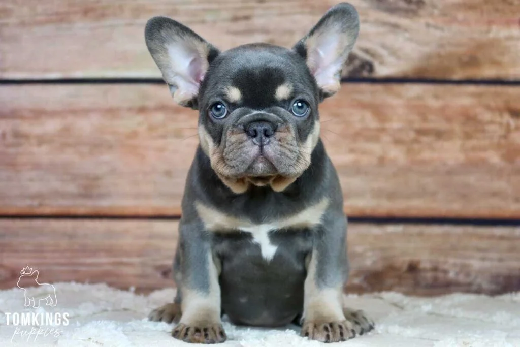 Oaklynn, available French Bulldog puppy at TomKings Puppies