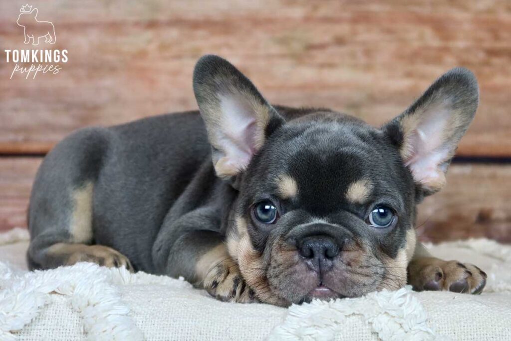 Oaklynn, available French Bulldog puppy at TomKings Puppies